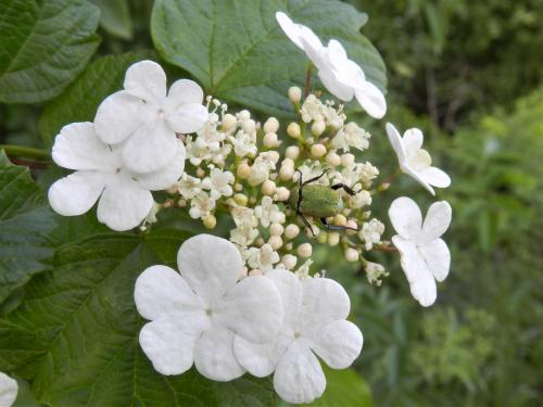 Réf. 281 977 : Hoplia argentea